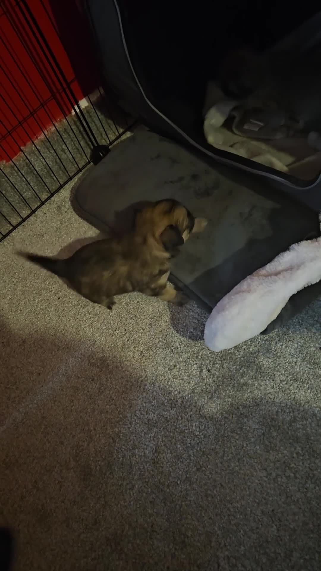 Chihuahua dogs for sale: 2x 13 old week beautiful Chihuahua Pups for sale  - Video 1