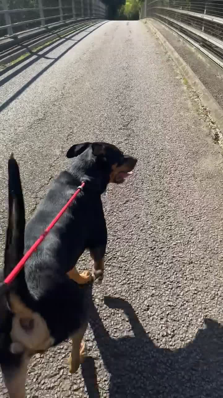 Mixed Breed dogs for sale: Rottweiler cross German Shepherd  - Video 3