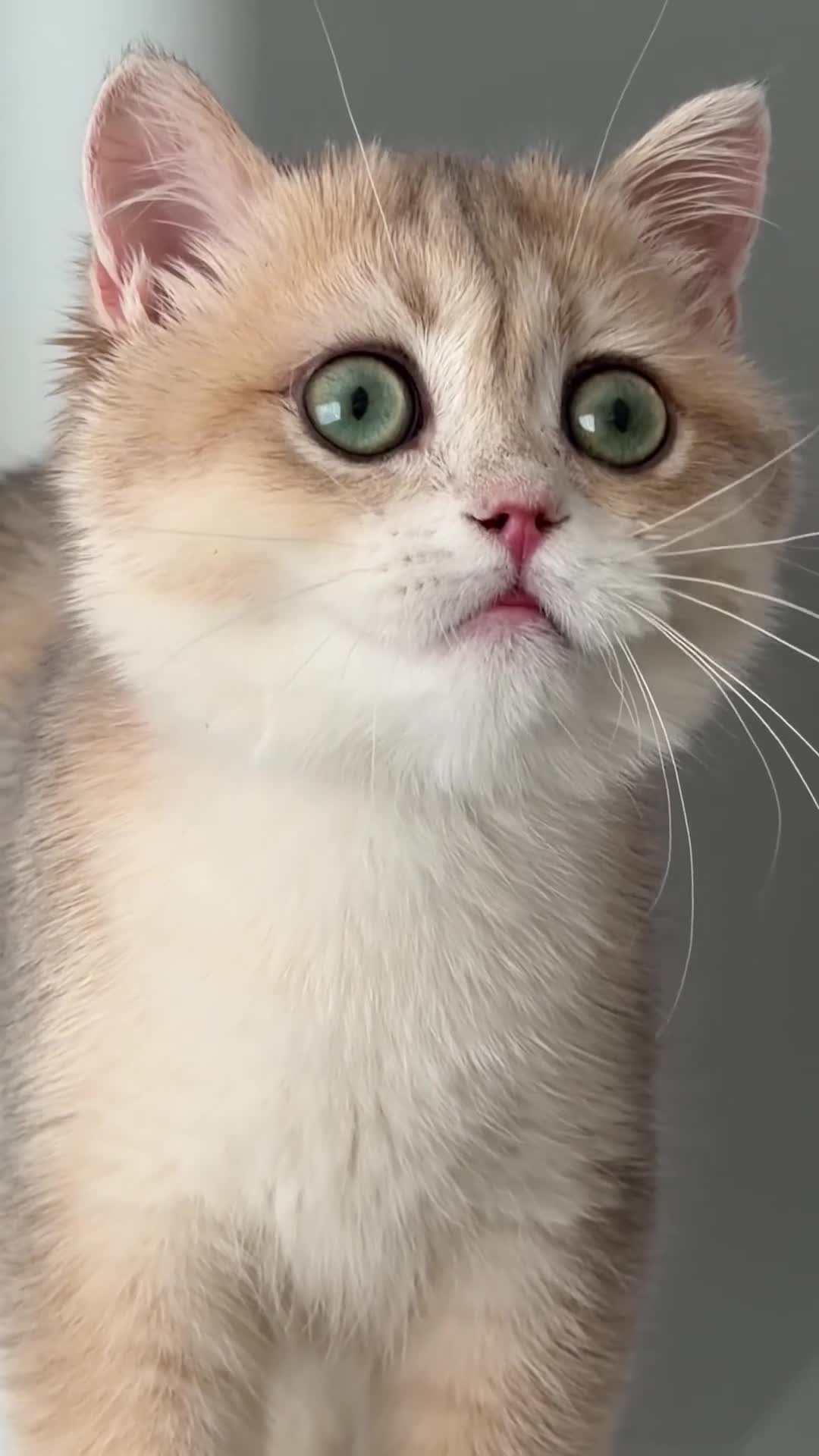 British Shorthair cats for sale: Blue Golden British Shorthair boy 💙 - Video 3
