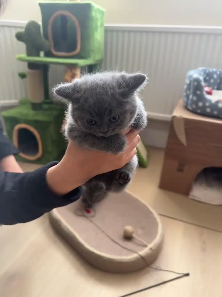British Shorthair cats for sale: GCCF Registered Pure Breed Blue British Shorthair in New Malden - Video 5