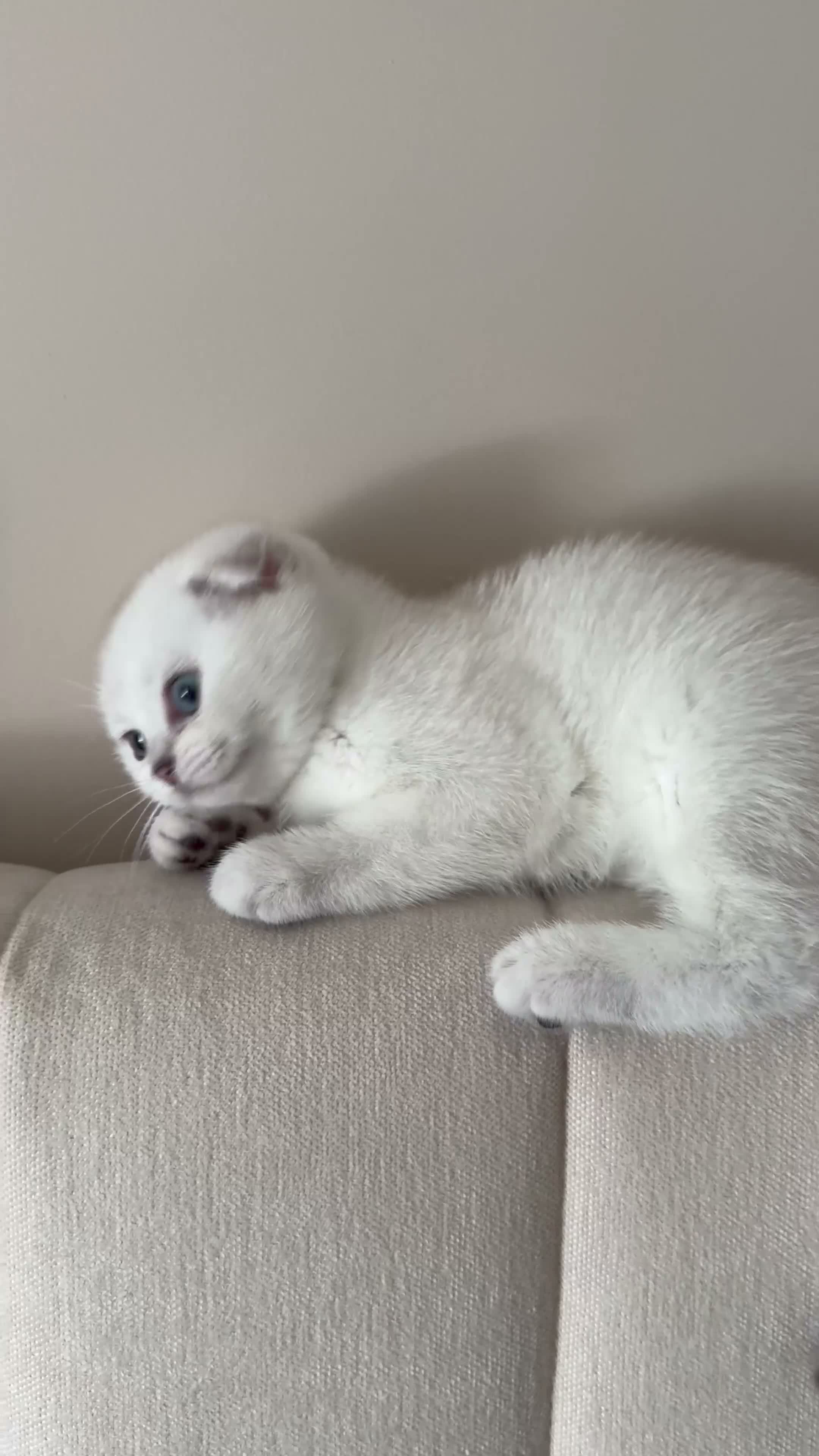 Scottish Fold cats for sale: Silver chinchilla Scottish folds  - Video 2