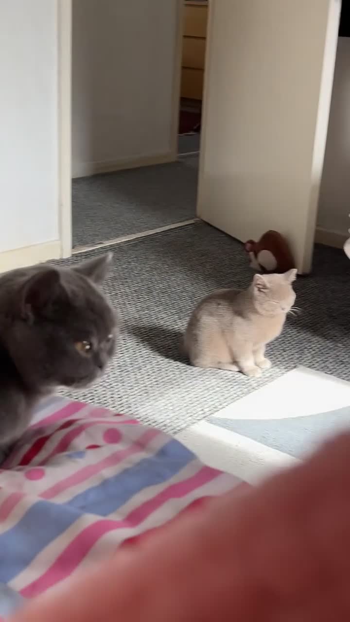 British Shorthair cats for sale: 2 beautiful British shorthairs for sale  - Video 1