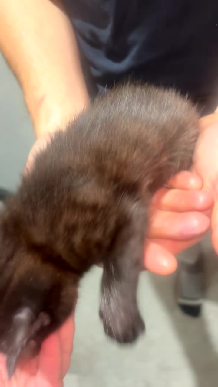 British Shorthair cats for sale: Black female Tabby with gorgeous markings  - Video 1