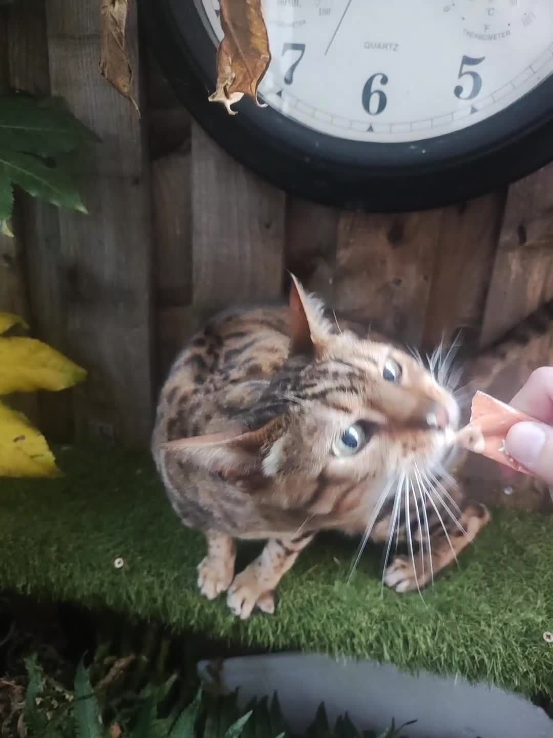 Bengal cats for sale: 🐆Rehoming our Beautiful 🔥Bengal Cats 🥺 TICA Reg - Video 3