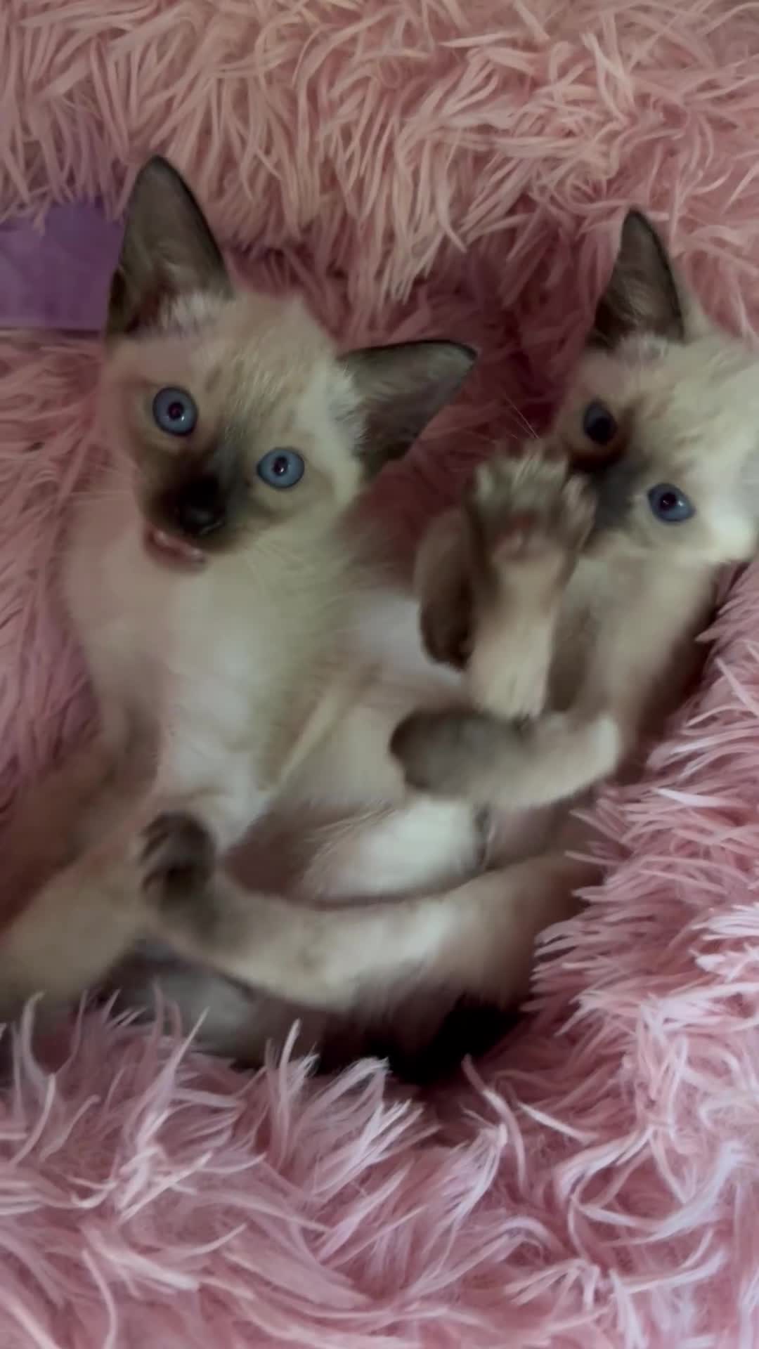 Siamese cats for sale: 2 male sealpoint siamese  - Video 1