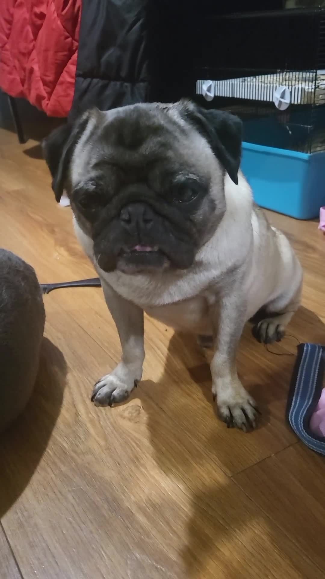 Pug dogs for sale: Gizzy  available  ready now - Video 2