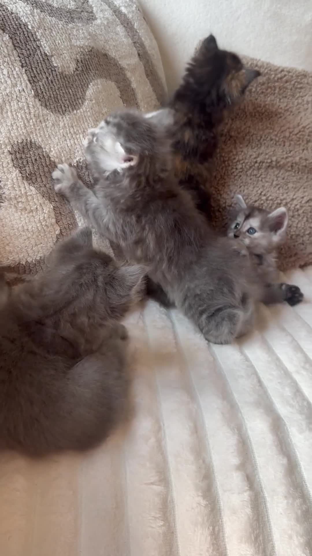 Ragcoon cats for sale: Gorgeous Mainecoon x ragdoll babies  - Video 1