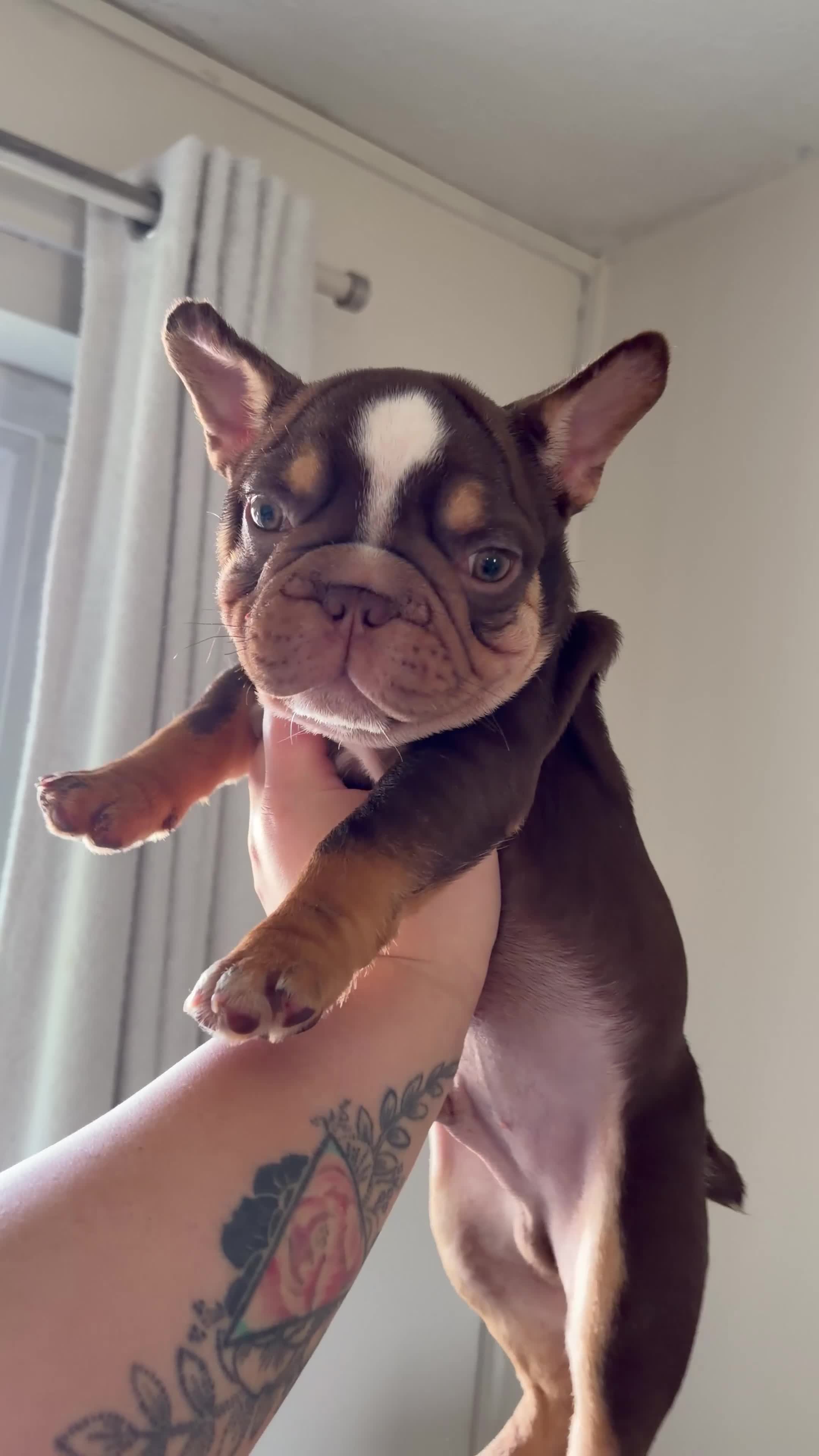 French Bulldog dogs for sale: Chick🤍 - Video 2