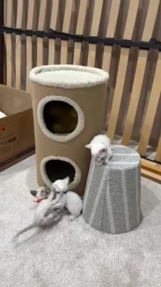 Siamese cats for sale: Beautiful Siamese Kittens – Ready February - Video 2