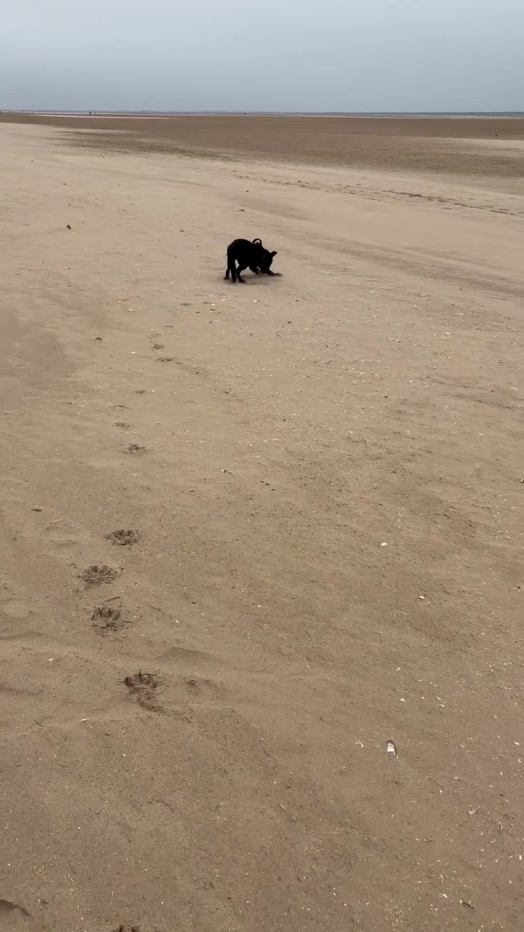 Mixed Breed dogs for sale: 6 Month Old Shollie Hank in Blackpool - Video 2