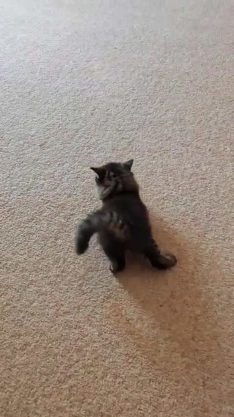 Persian cats for sale: Persian British shorthair mix kittens (SOLD) - Video 1