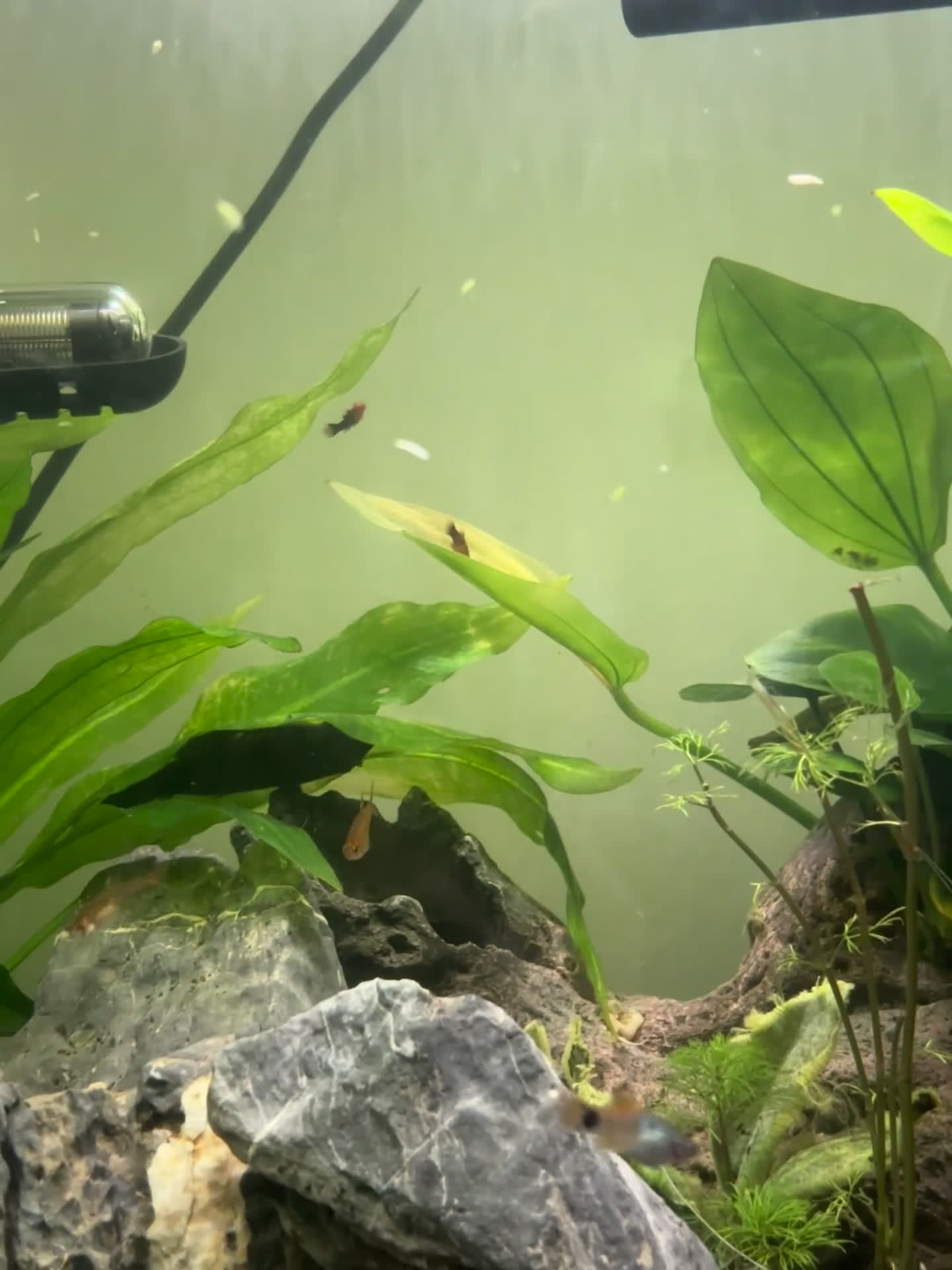 Other/Mixed Breed fish for sale: Unique Beautiful livebearers  - Video 1