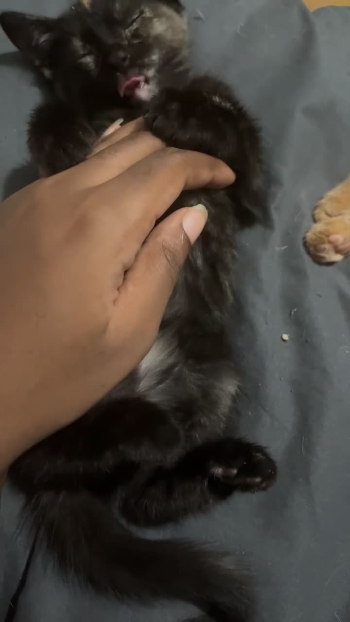 Mixed Breed cats for sale: Mixed Breed (ginger+black+white) kitten - Video 2