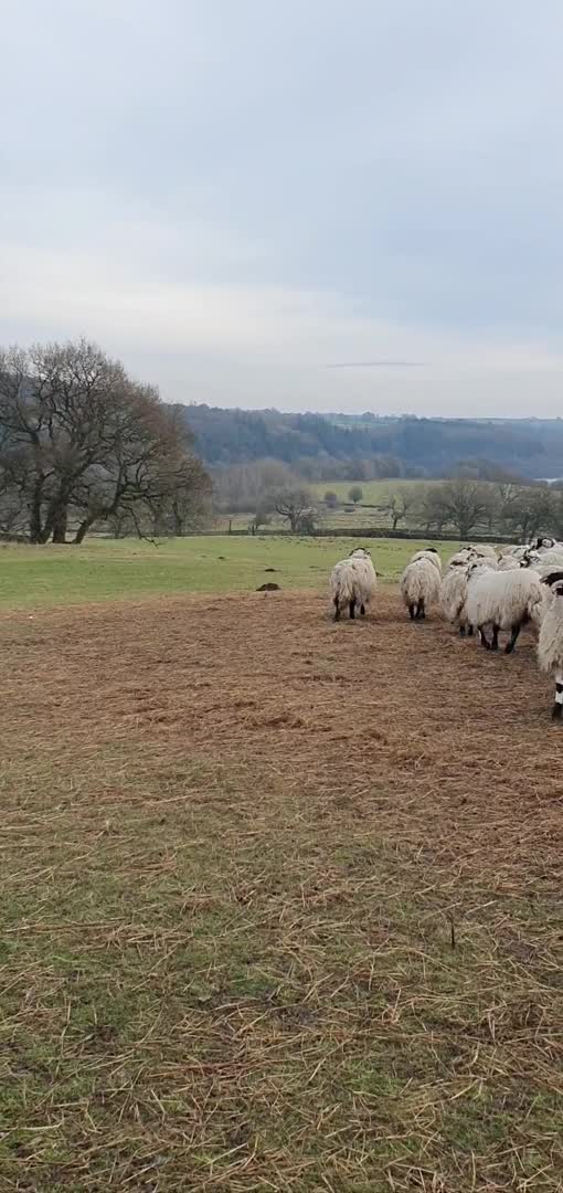 Border Collie dogs for stud: *proven* health tested working merle border collie in Leeds - Video 2