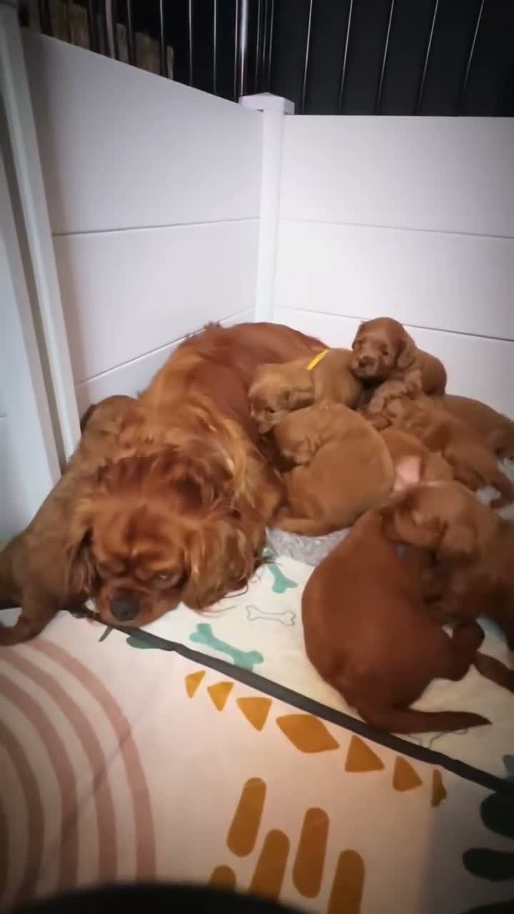 Cavapoo dogs for sale: 5 STAR LICENSED BREEDER BEAUTIFUL RED F1 CAVAPOOS - Video 3