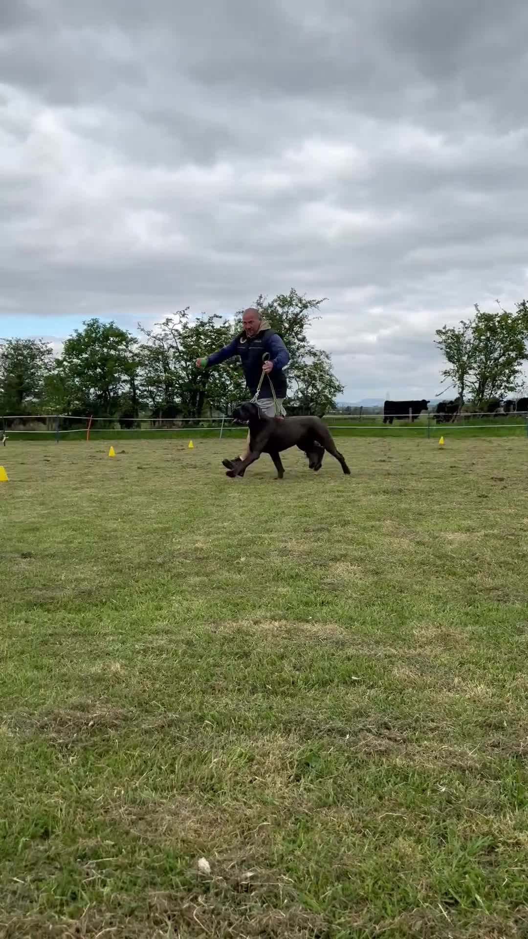 Cane Corso dogs for stud: Health tested Blue cane corso stud  in Carlisle - Video 2