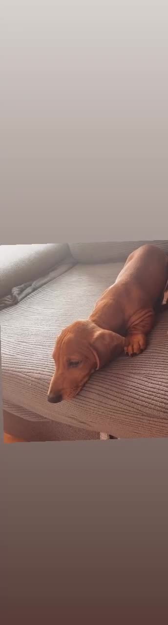 Dachshund dogs for sale: mini dachshund - Video 1