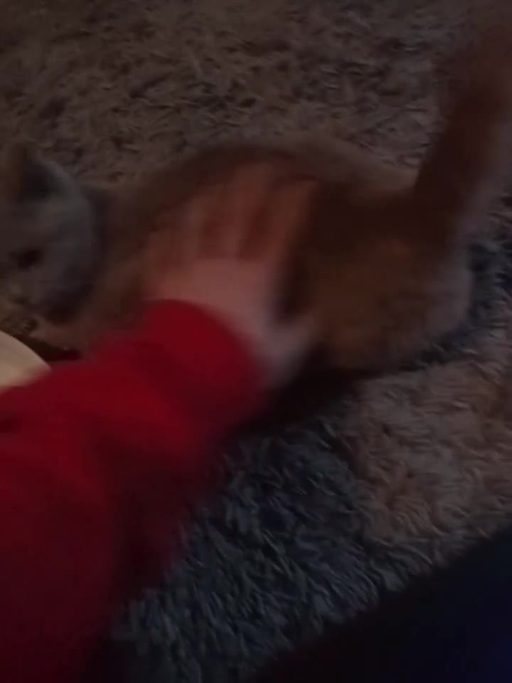 British Shorthair cats for sale: Stunning lilac British shorthair kittens - Video 2