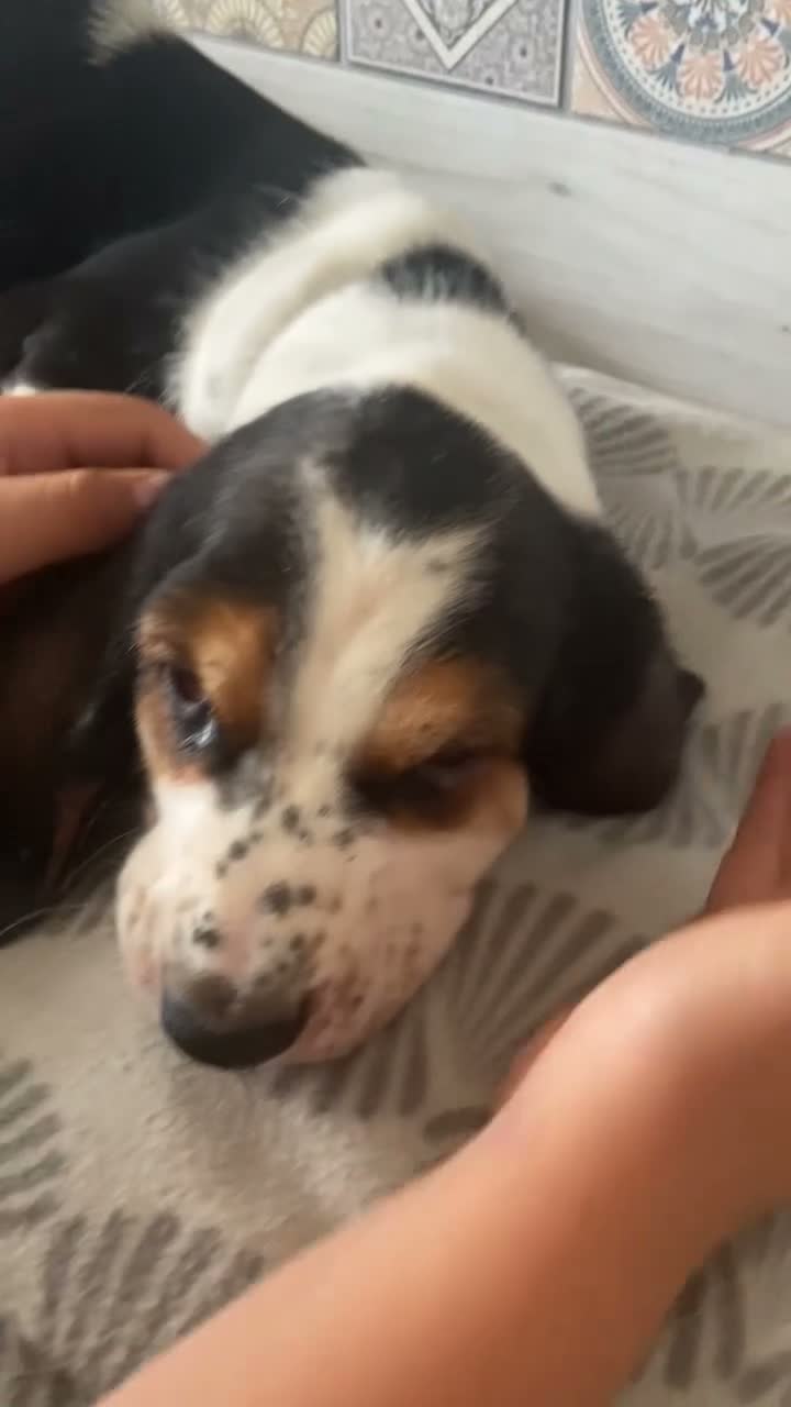 Basset Hound dogs for sale: Now Ready for New Forever Homes - Video 2