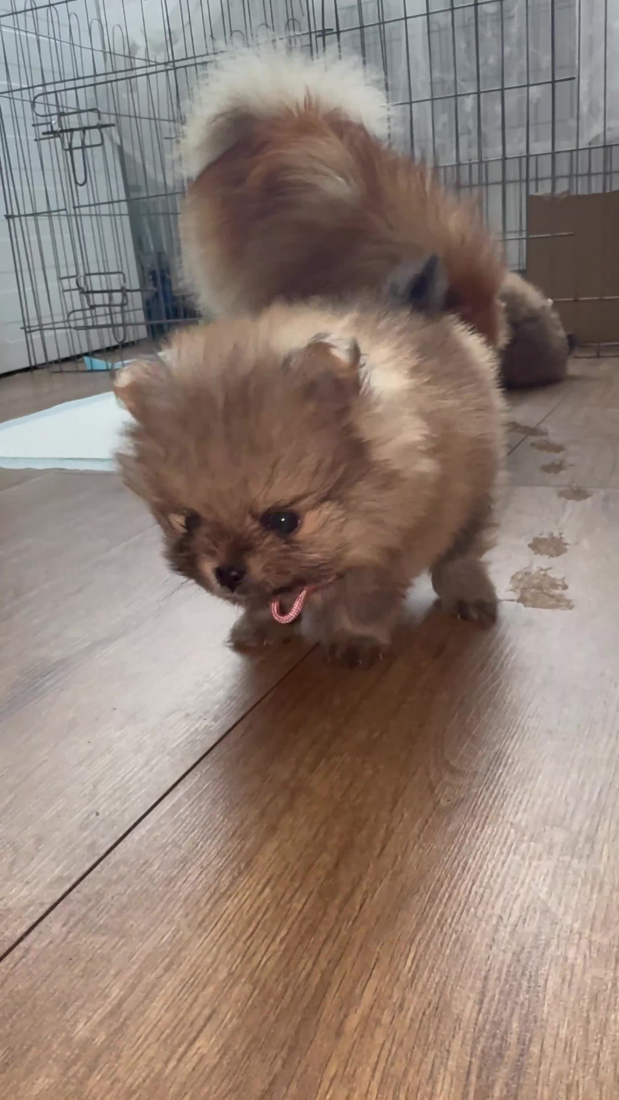 Pomeranian dogs for sale: EXTRA SMALL POMERANIAN GIRLS - Video 1
