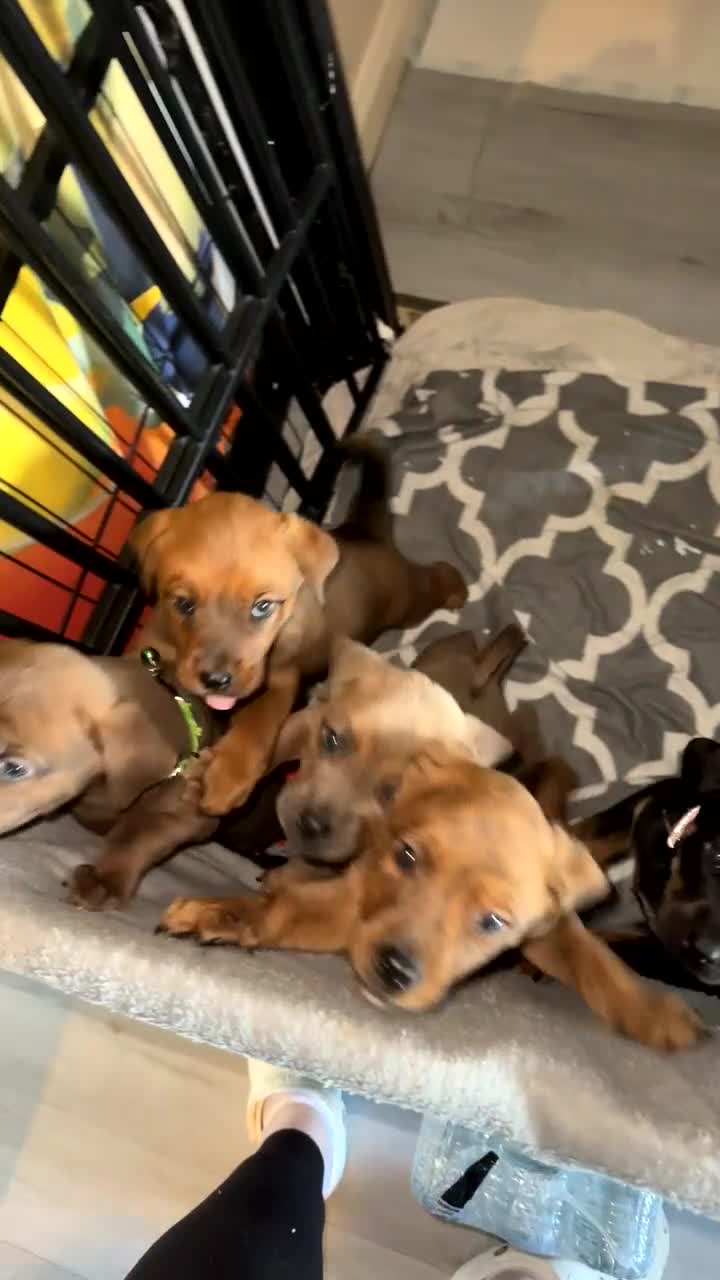 Mixed Breed dogs for sale: Rottweiler X American Bulldogs  - Video 1
