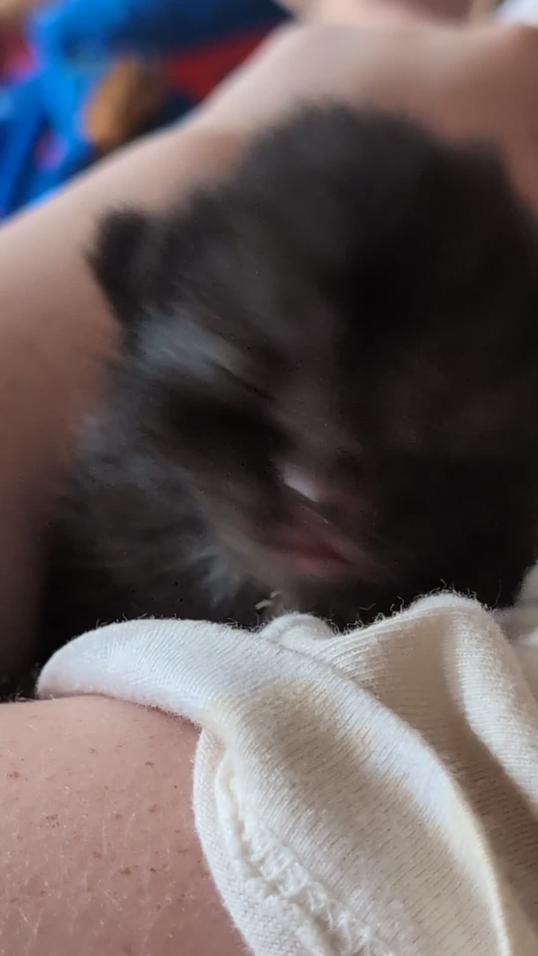 Mixed Breed cats for sale: Beautiful Well-Socialised Kittens - Video 2