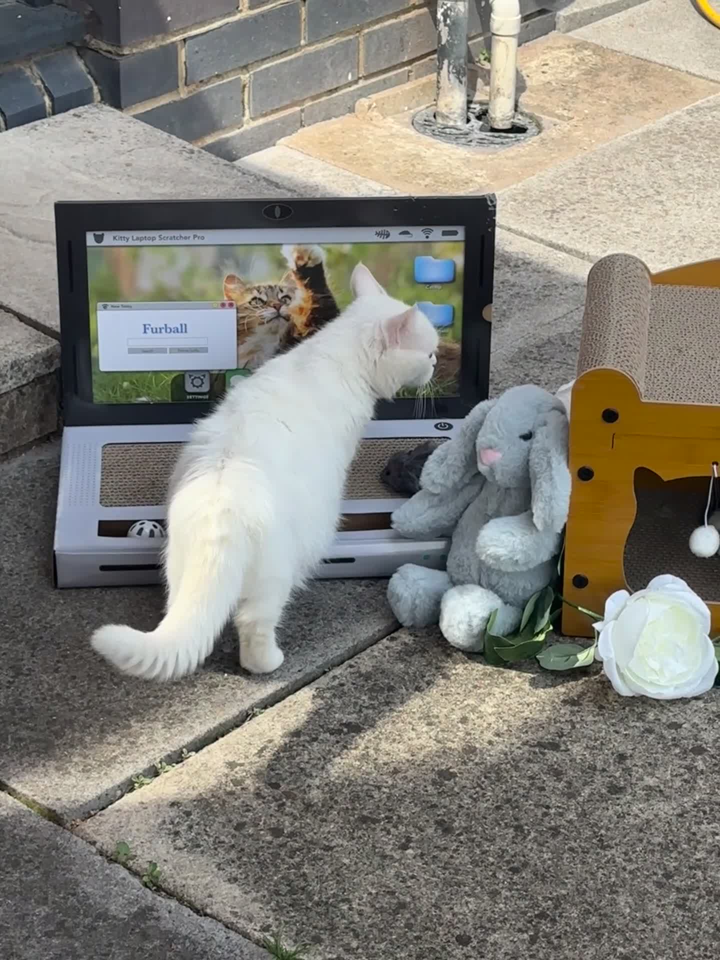 Munchkin cats for sale: Munchkin female  - Video 1