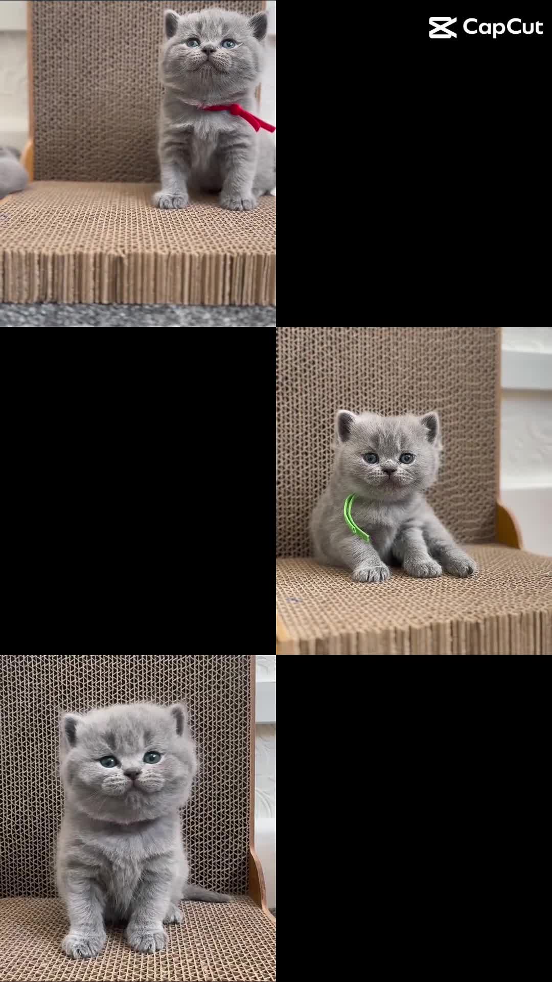 British Shorthair cats for sale: GCCF Active Registered British Shorthair Kittens - Video 1