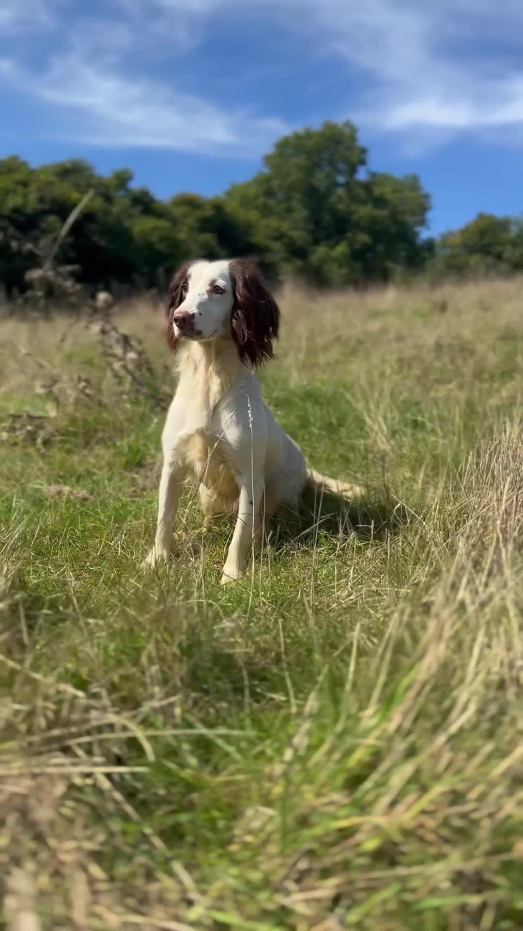 English Springer Spaniel dogs for sale: Excellent quality kc springer spaniel pups  - Video 3