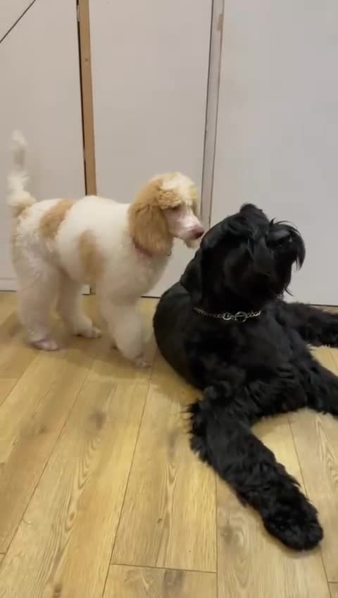 Standard Poodle dogs for sale: Standard Poodle Girl Available Apricot&White Parti - Video 5