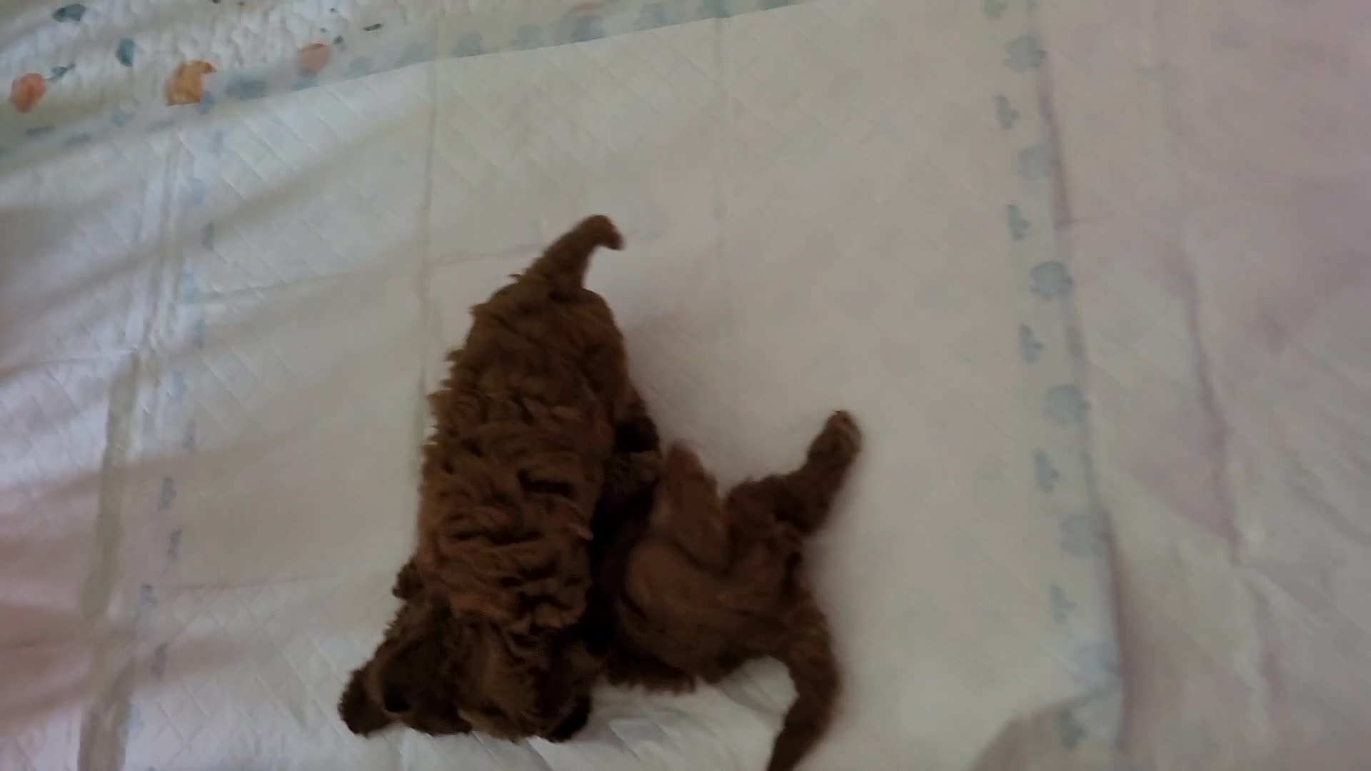Toy Poodle dogs for sale: 🔥Toy 🔥Mini 🔥Asian Poodle Puppies Girls for sale - Video 1
