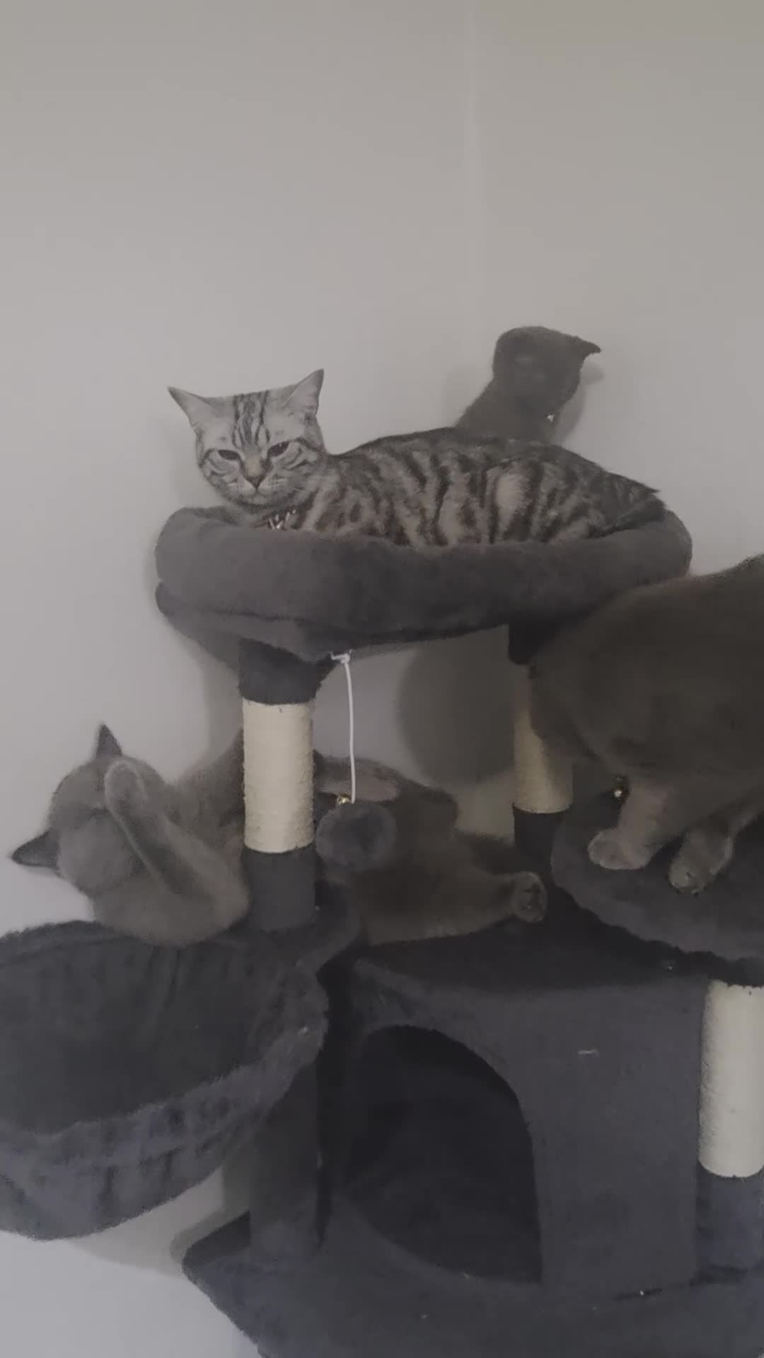 British Shorthair cats for sale: Chocolate British Short Hair - Video 1