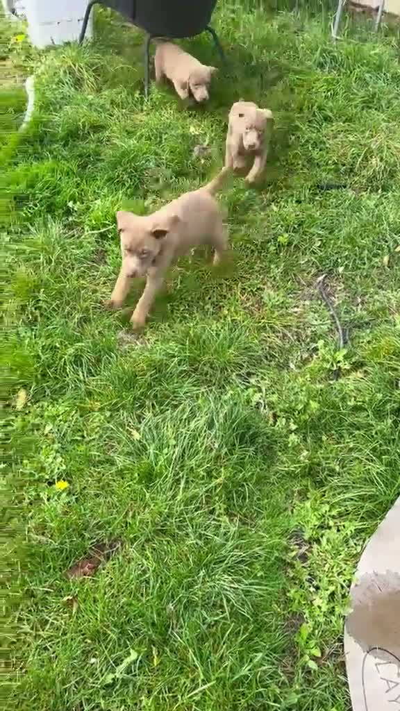 Labrador Retriever dogs for sale: Beautiful litter of Labrador puppy’s  - Video 1