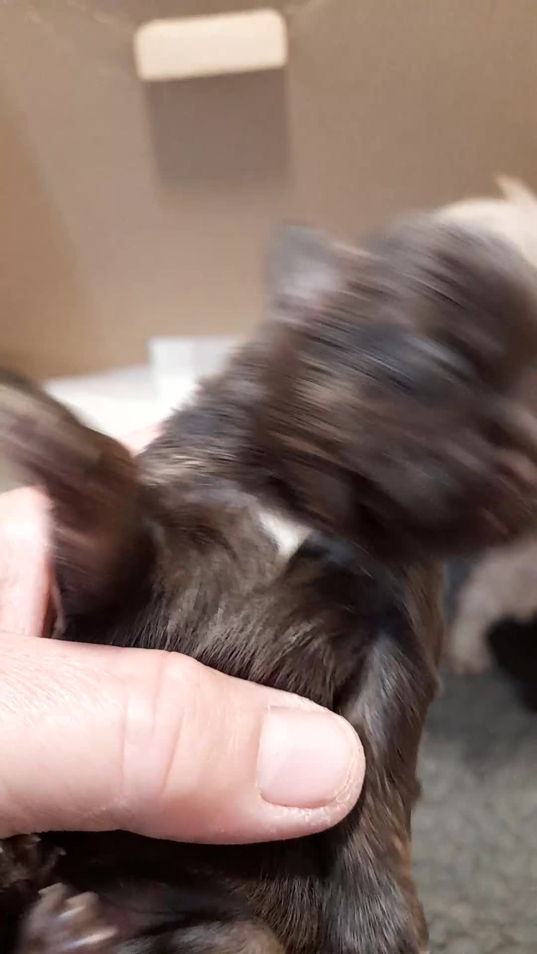 Malshi dogs for sale: Malshi - Video 3