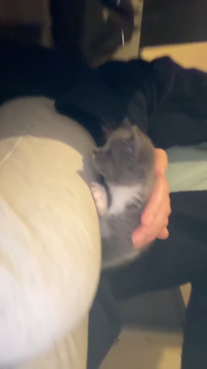 British Shorthair cats for sale: Stunning BsH X kittens ready now ❤️  - Video 3