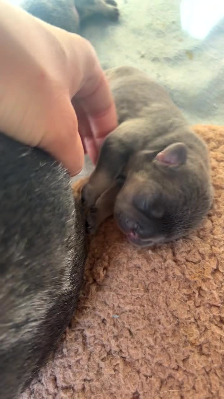 French Bulldog dogs for sale: FULL KC REG FRENCH BULLDOG  - Video 1