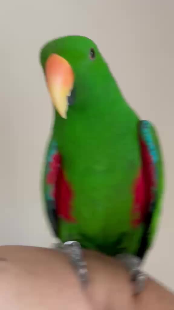 Parrots birds for sale: Eclectus male - Video 1