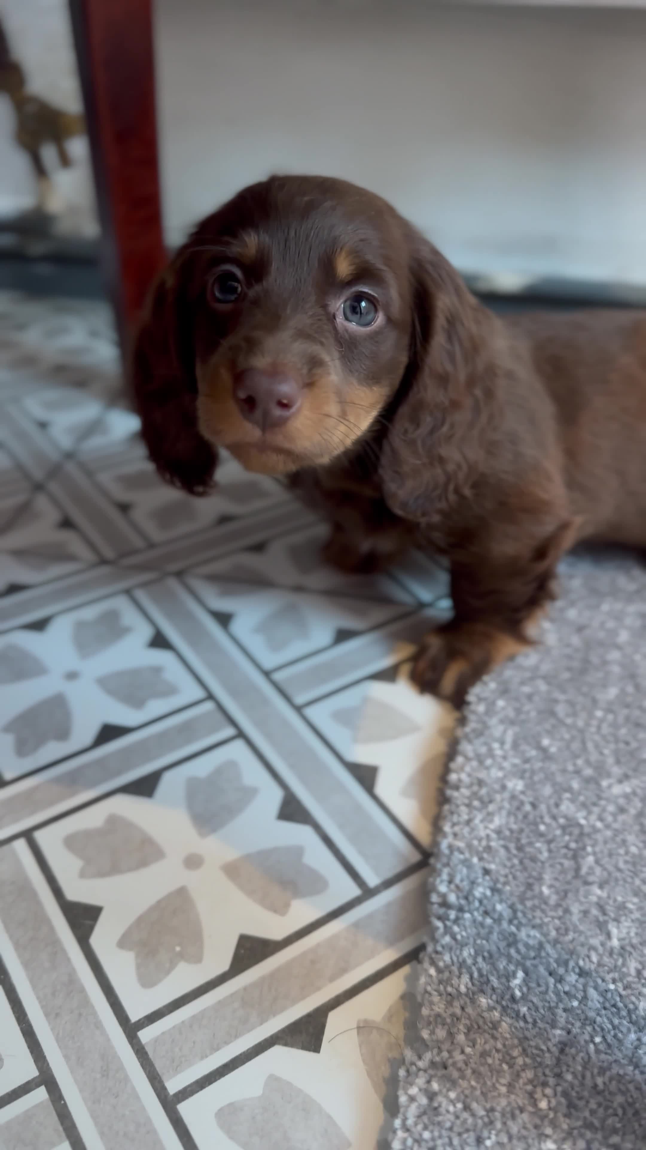 Miniature Dachshund dogs for sale: Long Hair Dachshund miniature Dapple  - Video 1
