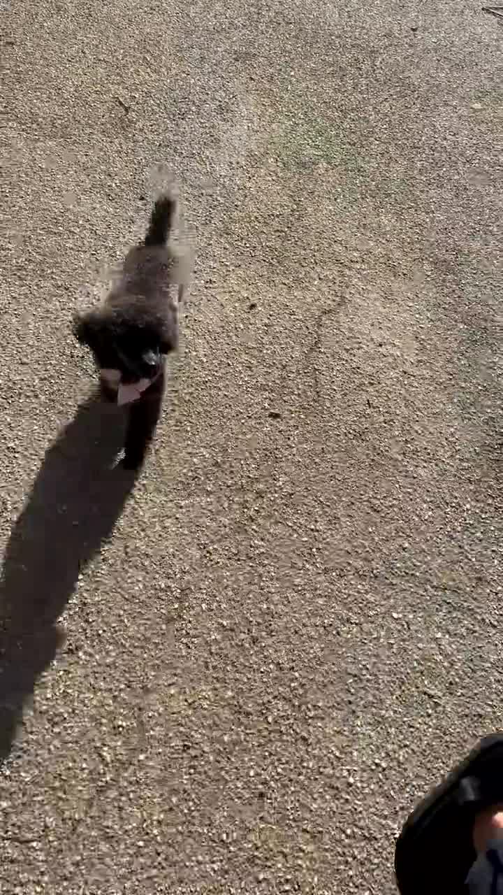 Toy Poodle dogs for sale: Tiny toy poodle - Video 2
