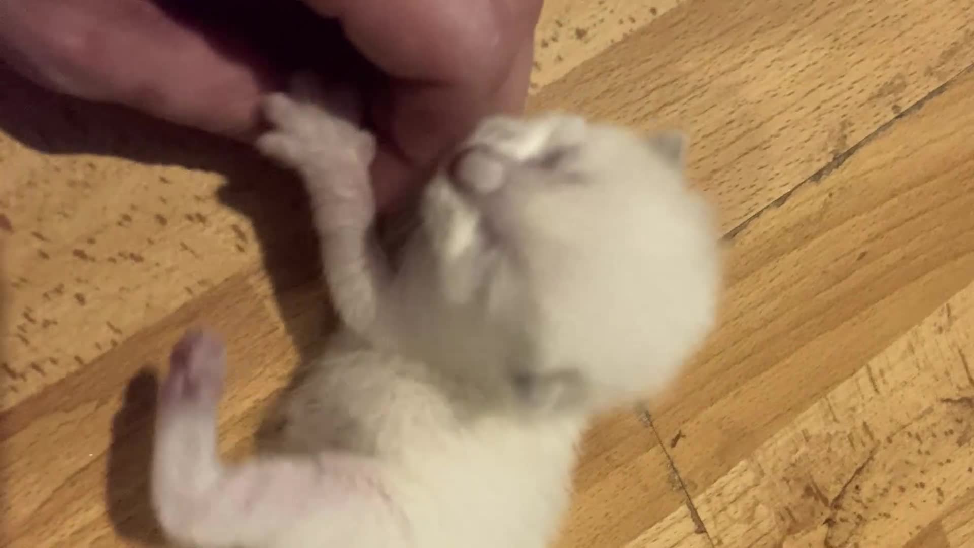 Siamese cats for sale: Siamese Kitten Looking for a Forever Home - Video 1