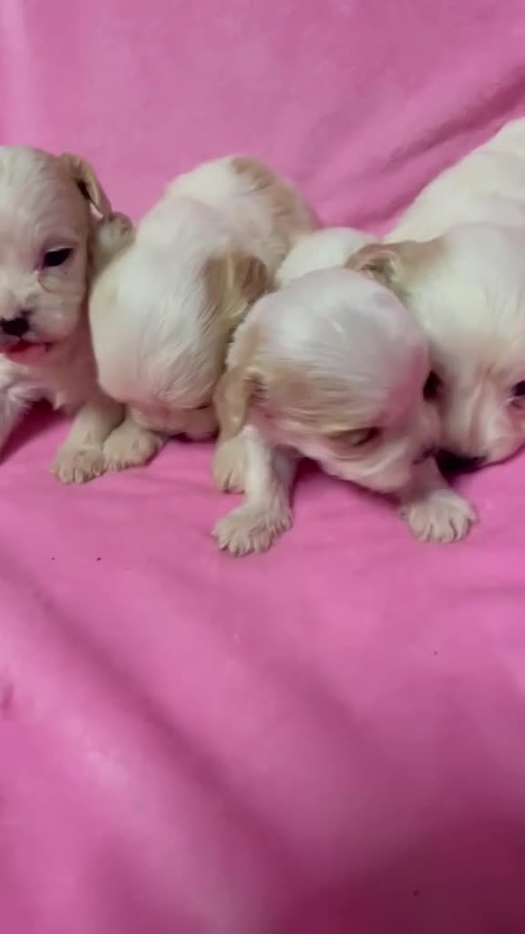 Cavachon dogs for sale: Adorable Cavachon Puppies Ready Soon  - Video 1