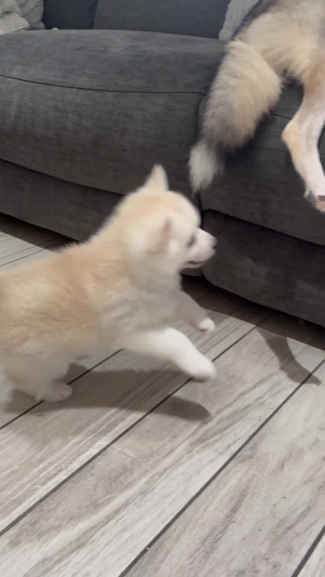 Pomsky dogs for sale: Last 1 now reduced 🩷  F3 real pomsky puppies  - Video 1