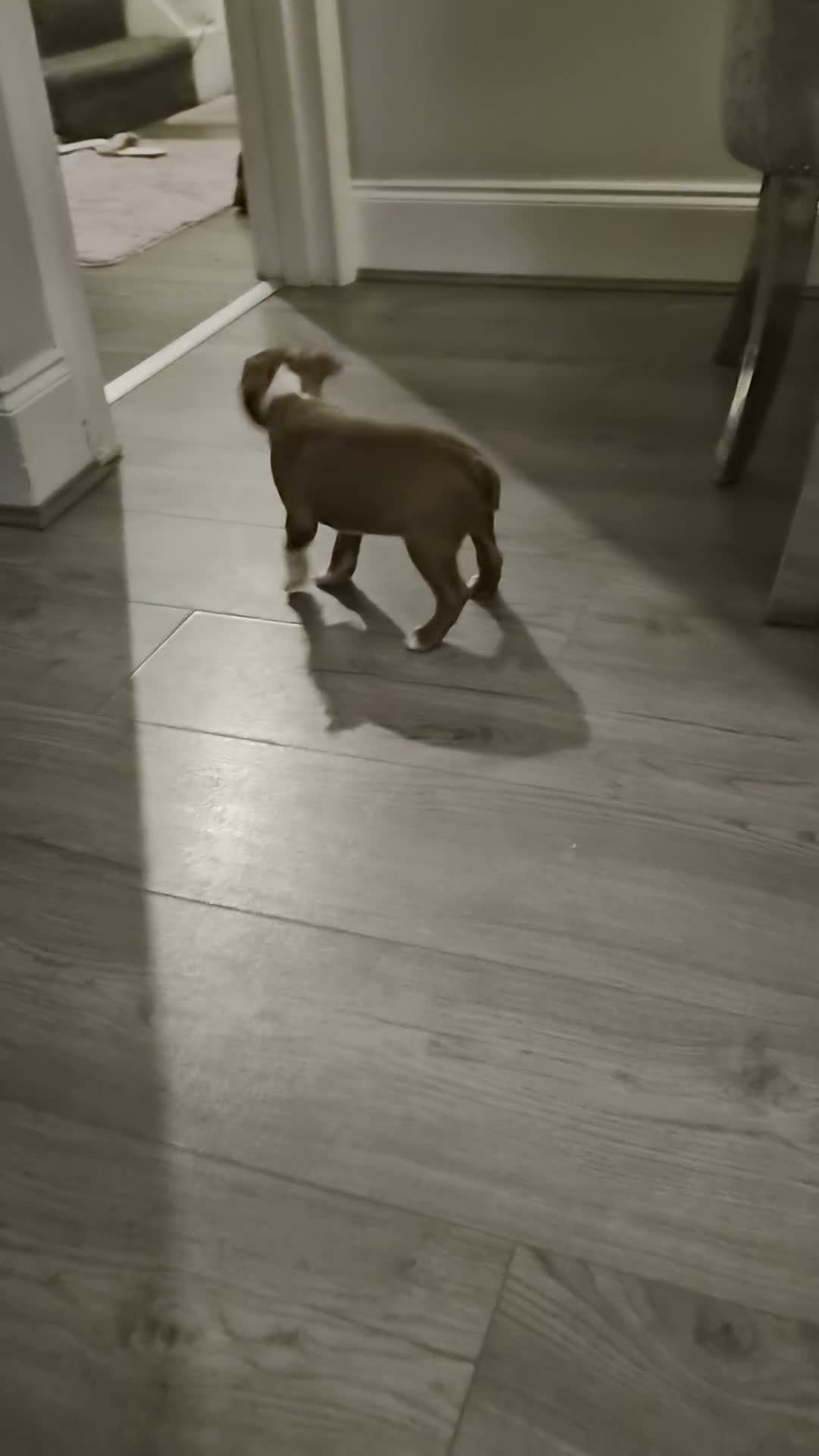 Boston Terrier dogs for sale: Beautiful boston puppies  - Video 4