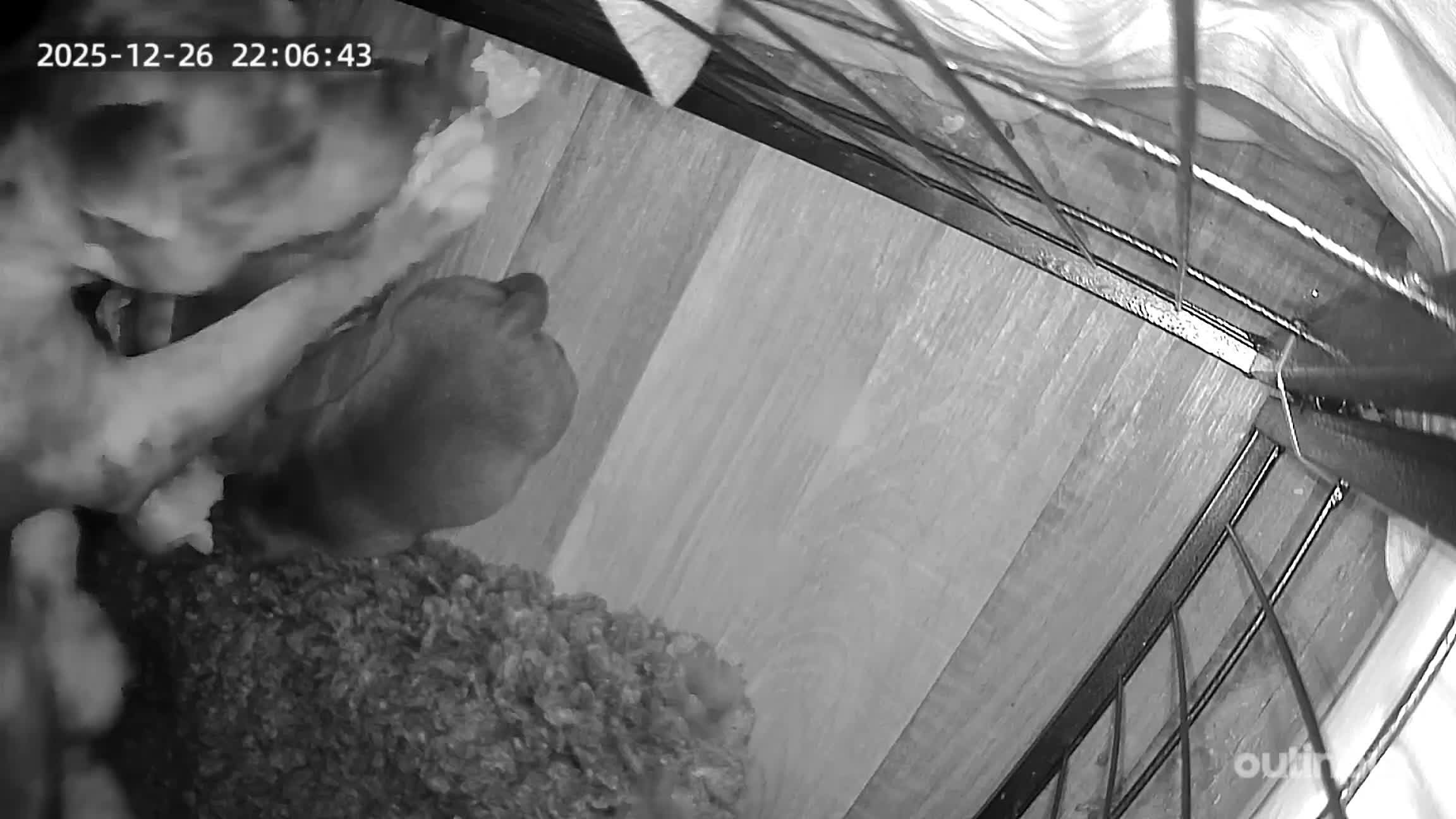 American Bull Staffy dogs for sale: American staff pups - Video 2