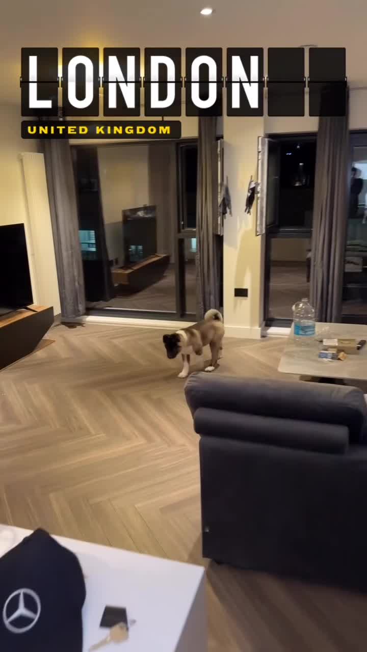 Akita dogs for sale: American akita puppy  - Video 3