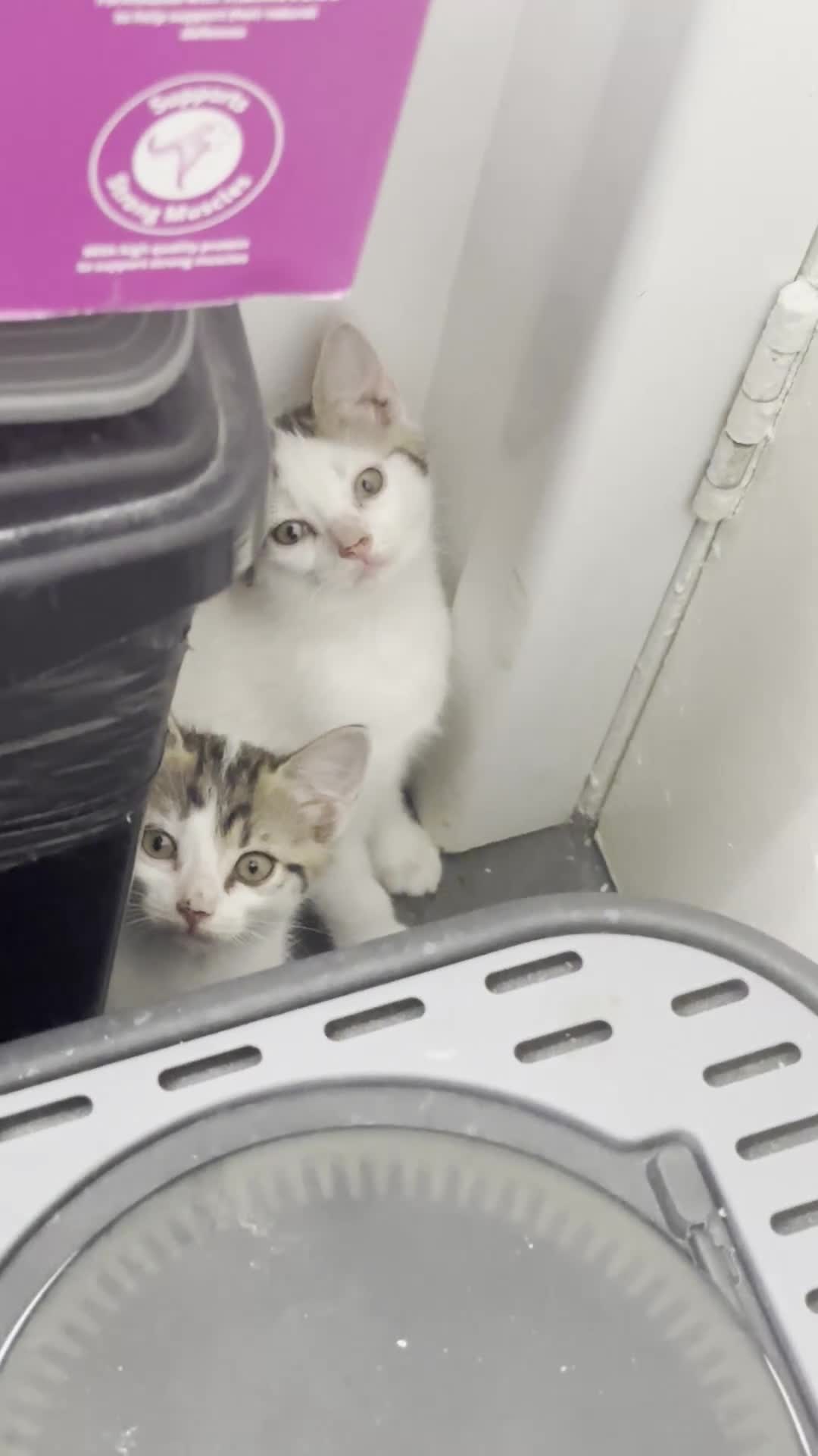 Mixed Breed cats for sale: Beautiful Siberian Mix Kitten – Friendly & Healthy in Wednesbury - Video 2