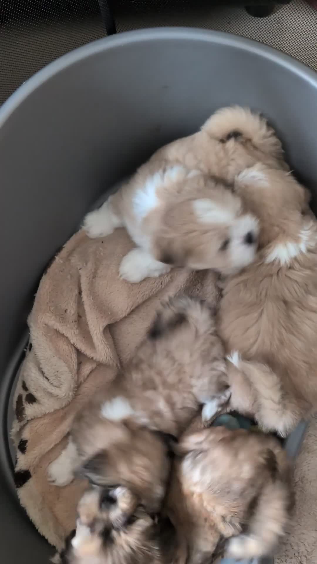Lhasa Apso dogs for sale: Lhasa Apso puppies in Kent - Video 1