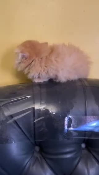 Persian cats for sale: 💖Purr-fect Persian Kittens 💖 PEDIGREE - Video 4