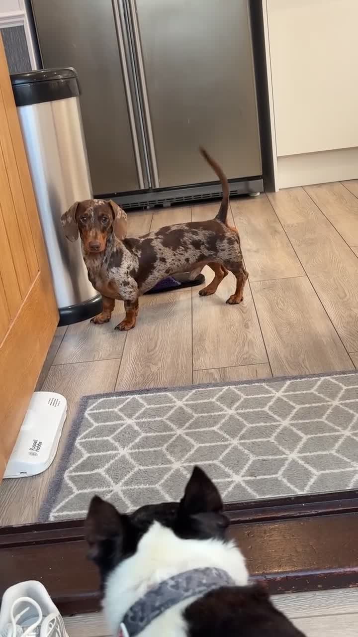 Miniature Dachshund dogs for stud: Dapple Miniature Dachshund For Stud  in Fareham - Video 2