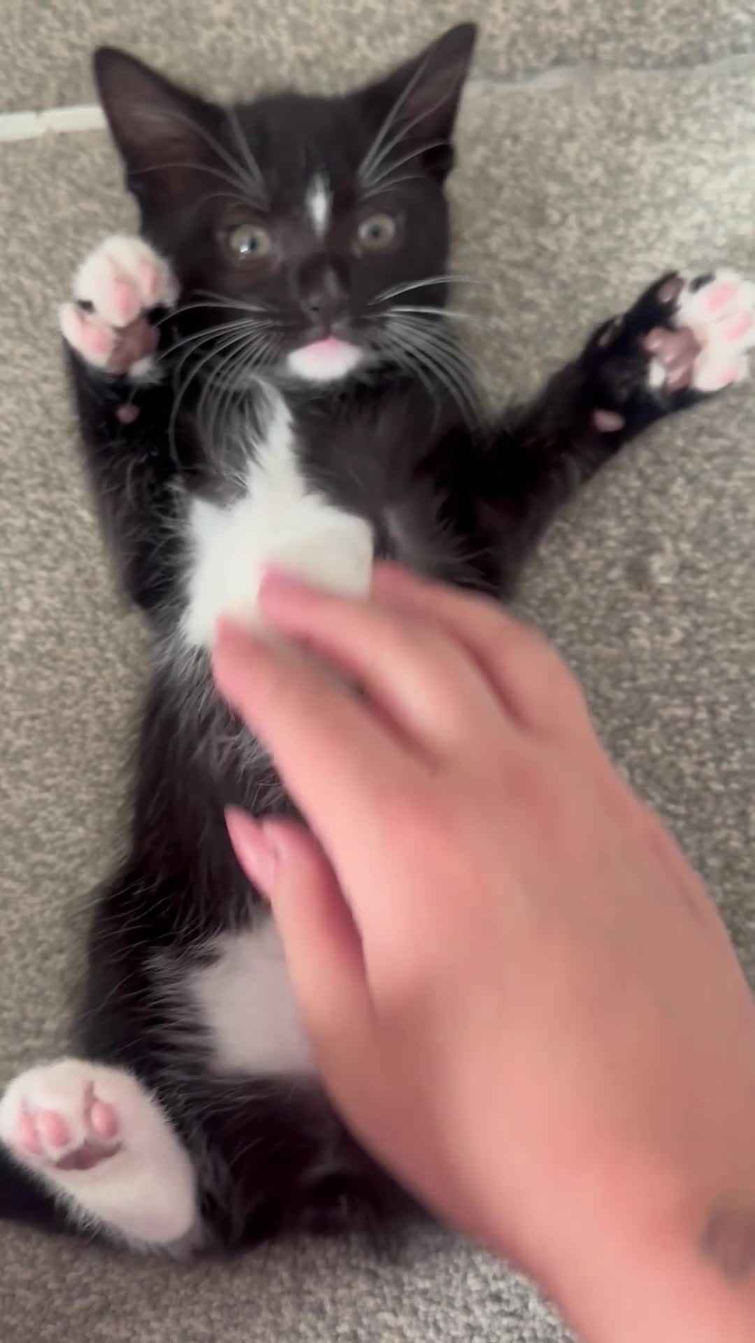 Mixed Breed cats for sale: Fluffy friendly kittens ready for their new homes  - Video 1